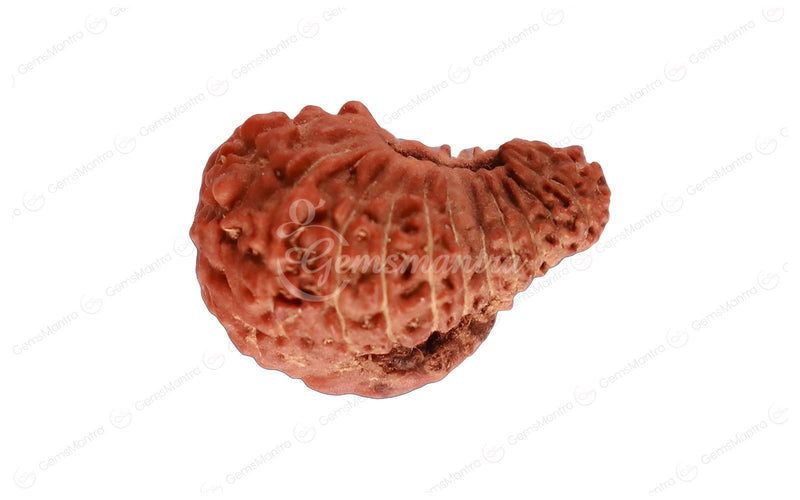 Natural 22 Mukhi Rudraksha (Nepali)
