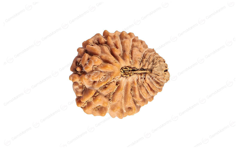 Natural 24 Mukhi Rudraksha (Nepali)