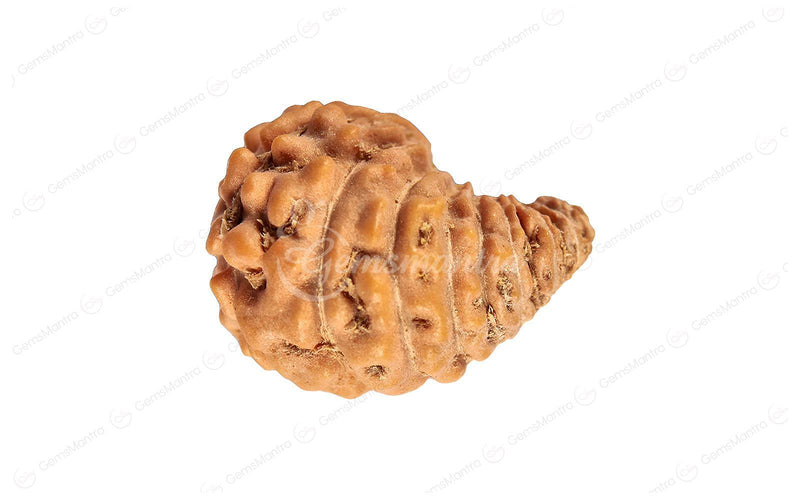Natural 24 Mukhi Rudraksha (Nepali)