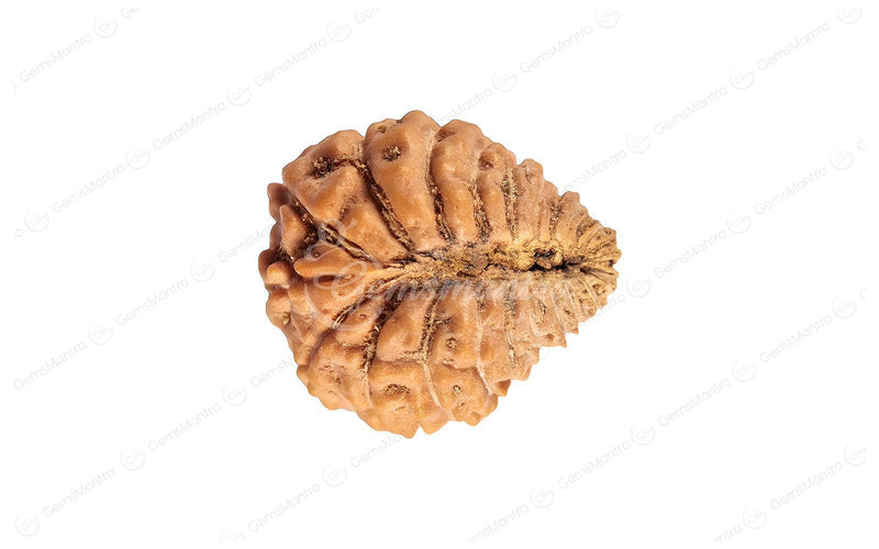 Natural 24 Mukhi Rudraksha (Nepali)
