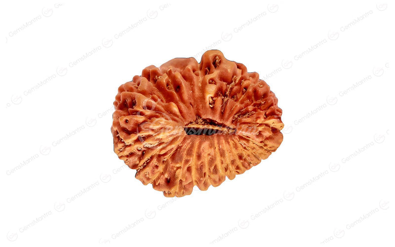 Natural 25 Mukhi Rudraksha (Nepali)