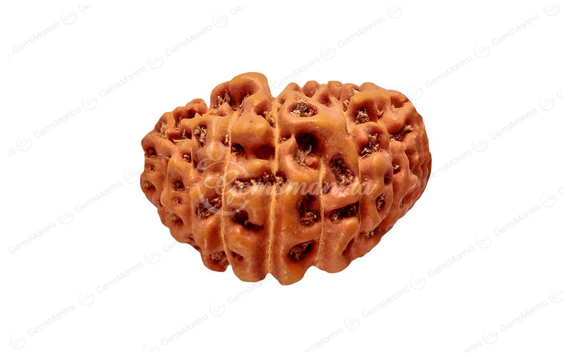 Natural 25 Mukhi Rudraksha (Nepali)