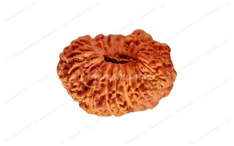 Natural 25 Mukhi Rudraksha (Nepali)