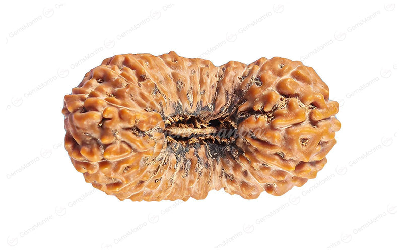 Natural 26 Mukhi Rudraksha (Nepali)