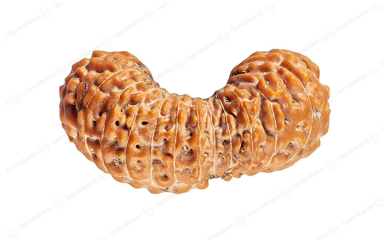 Natural 26 Mukhi Rudraksha (Nepali)