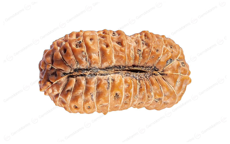 Natural 26 Mukhi Rudraksha (Nepali)