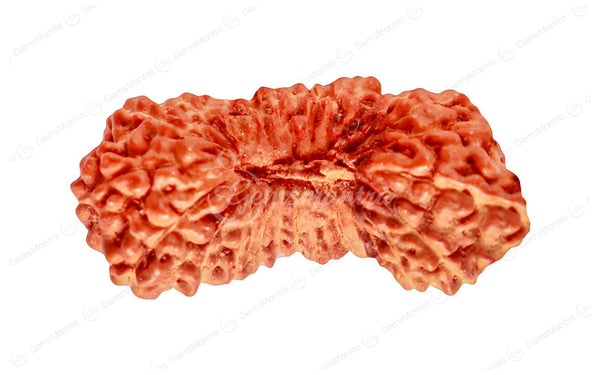 Natural 27 Mukhi Natural Rudraksha (Nepali)