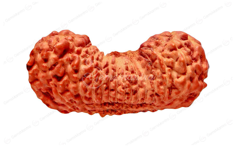 Natural 27 Mukhi Natural Rudraksha (Nepali)