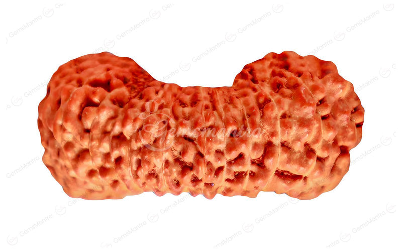 Natural 27 Mukhi Natural Rudraksha (Nepali)