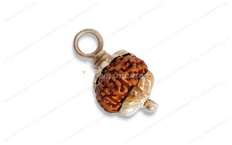 Natural 10 Mukhi Rudraksha (Indo)