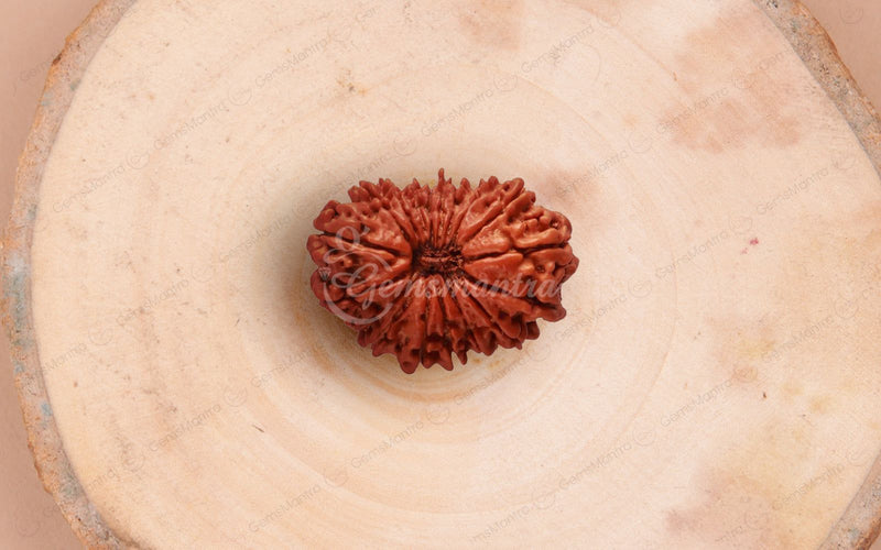 Natural 18 Mukhi Rudraksha (Nepali)