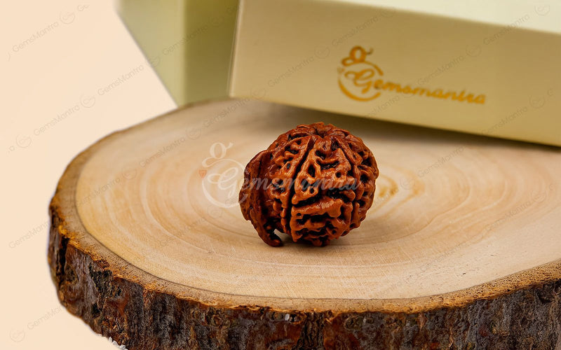 Natural Ganesha Rudraksha