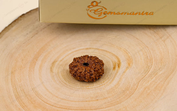 Natural 13 Mukhi Rudraksha (Indo)