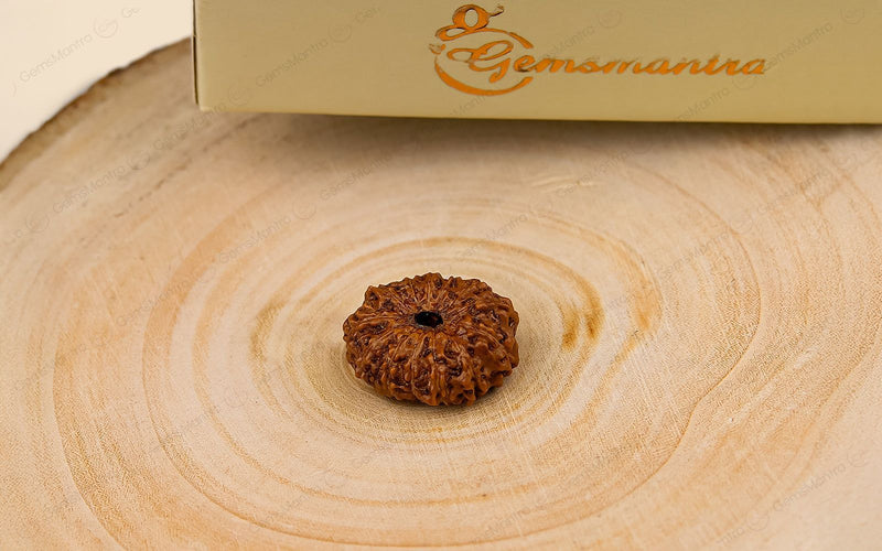 Natural 13 Mukhi Rudraksha (Indo)