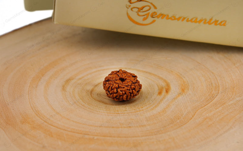 Natural 10 Mukhi Rudraksha (Indo)