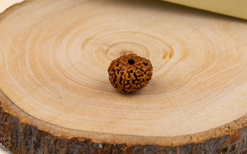 Natural 8 Mukhi Rudraksha (Indo)