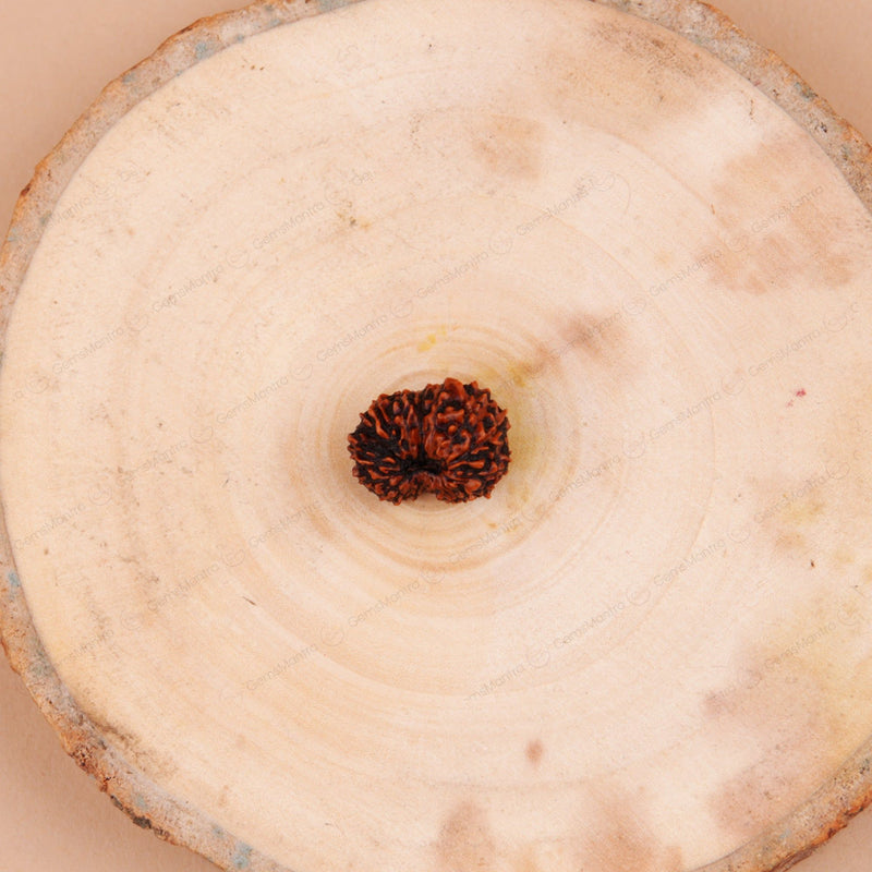 Natural 17 Mukhi Natural Rudraksha (Indo)