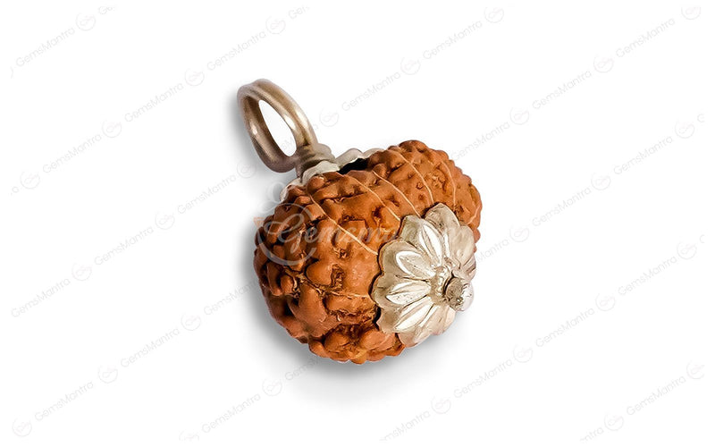 Natural 12 Mukhi Rudraksha (Indo)
