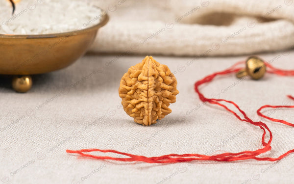 Natural 2 Mukhi Rudraksha (Indian)