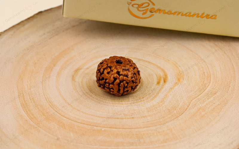 Natural 9 Mukhi Rudraksha (Indo)