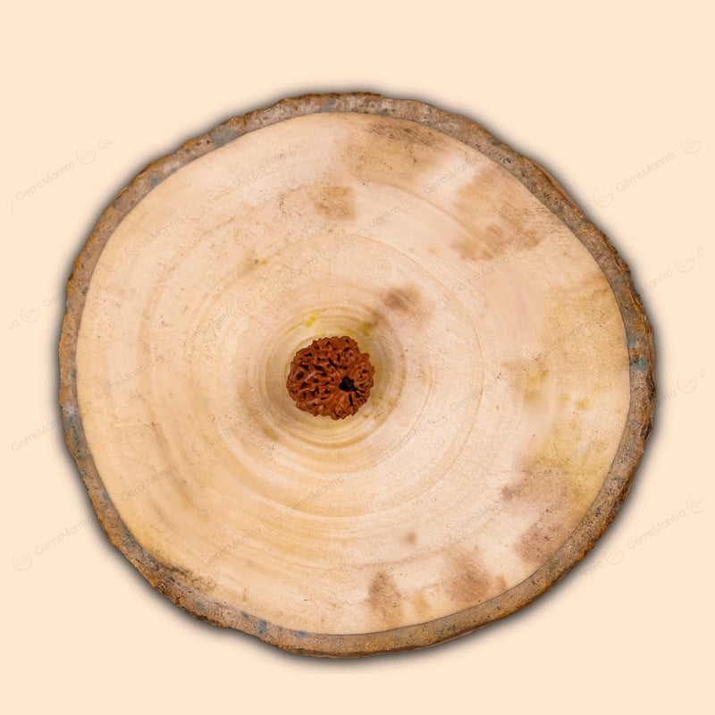 Natural 16 Mukhi Natural Rudraksha