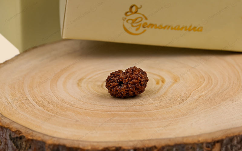 Natural 14 Mukhi Rudraksha (Indo)