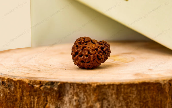 Natural 18 Mukhi Rudraksha - Rare Find