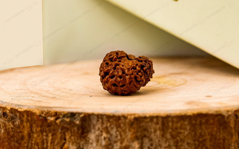 Natural 18 Mukhi Rudraksha - Rare Find