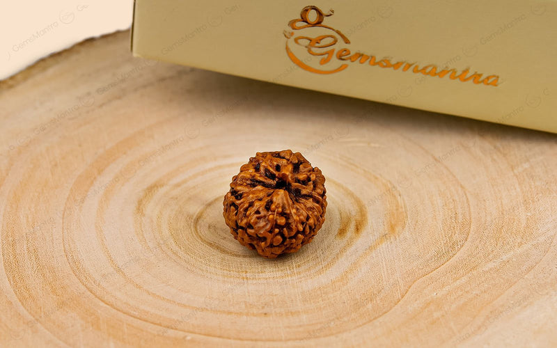 Natural 12 Mukhi Rudraksha (Indo)