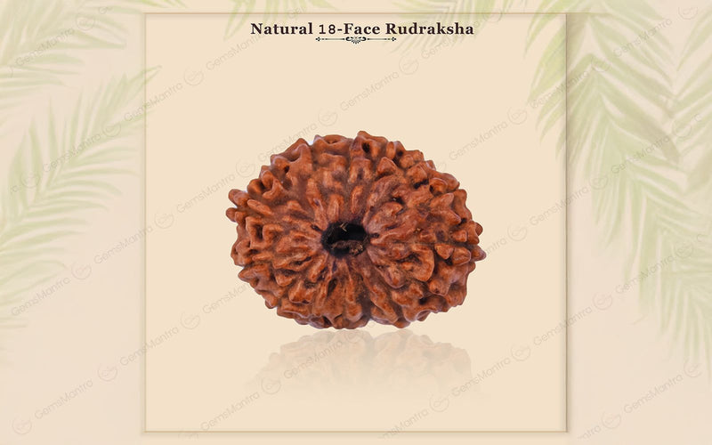 Natural 18 Mukhi Rudraksha - Rare Find