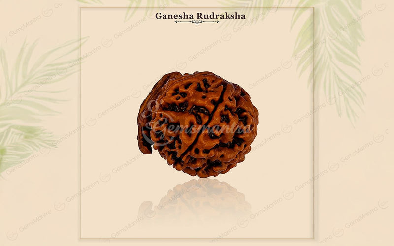 Natural Ganesha Rudraksha
