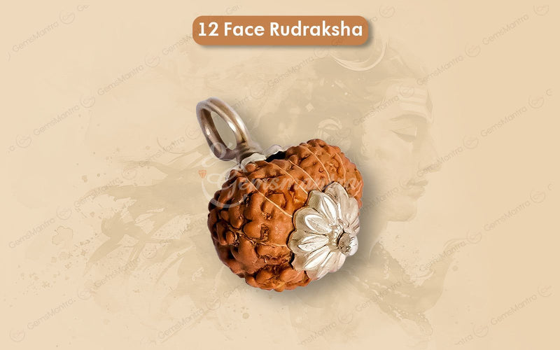 Natural 12 Mukhi Rudraksha (Indo)