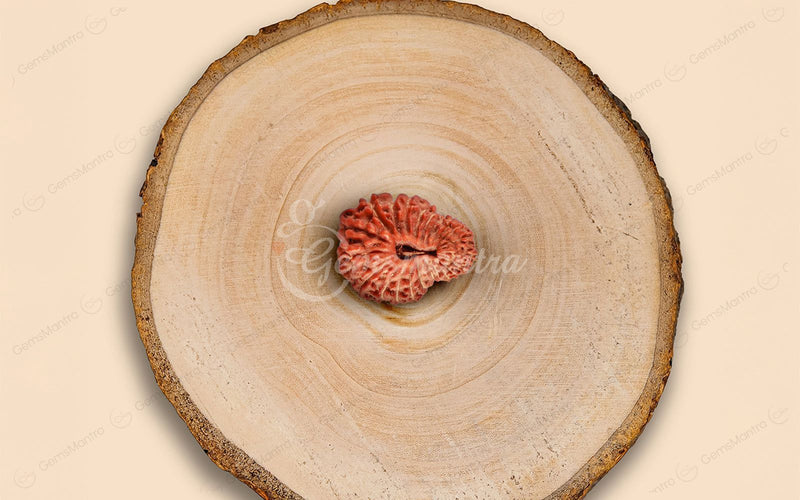 Natural 22 Mukhi Rudraksha (Nepali)