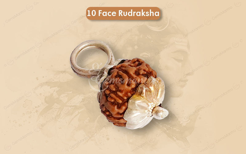 Natural 10 Mukhi Rudraksha (Indo)