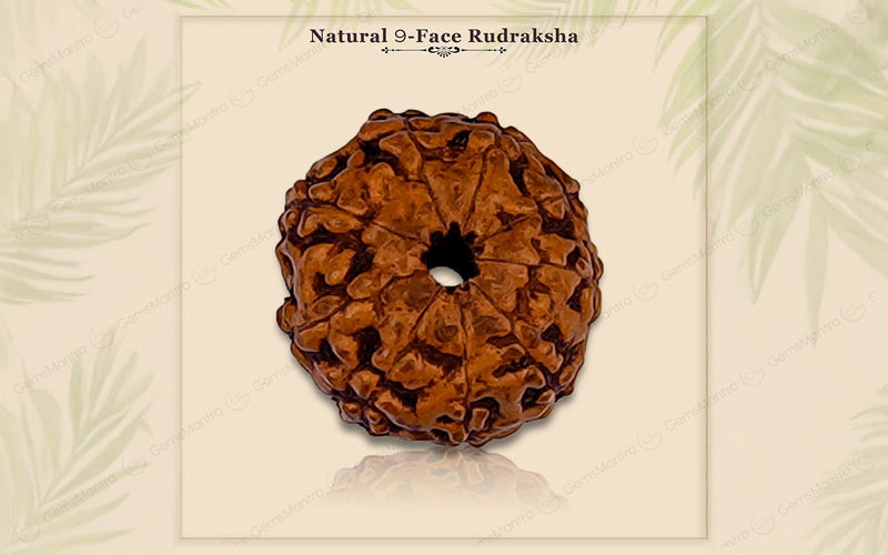 Natural 9 Mukhi Rudraksha (Indo)