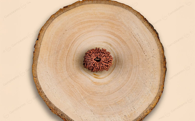 Natural 20 Mukhi Rudraksha (Nepali)