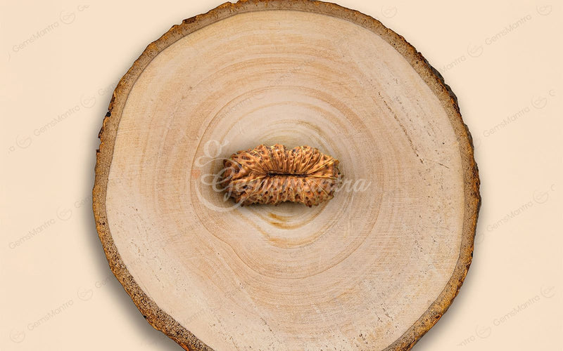Natural 23 Mukhi Rudraksha (Nepali)