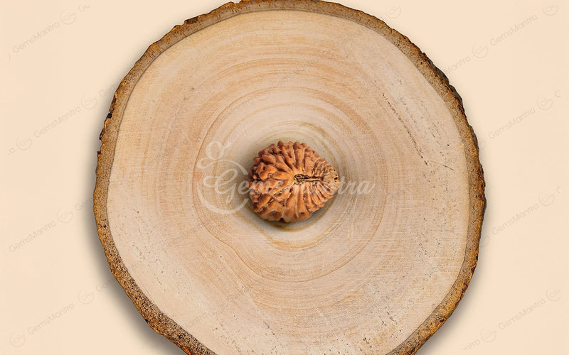 Natural 24 Mukhi Rudraksha (Nepali)