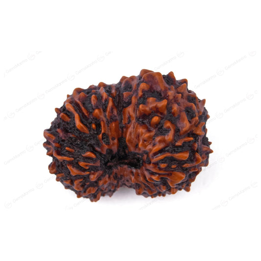 Natural 17 Mukhi Natural Rudraksha (Indo)
