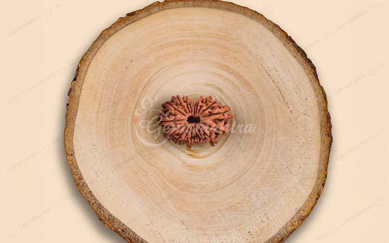 Natural 19 Mukhi Rudraksha (Nepali)