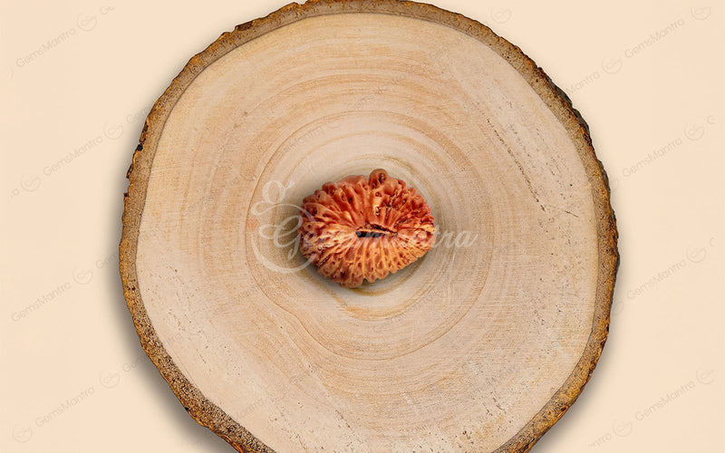 Natural 25 Mukhi Rudraksha (Nepali)