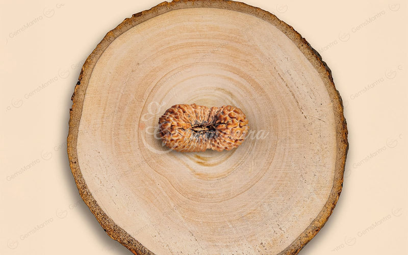 Natural 26 Mukhi Rudraksha (Nepali)