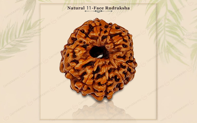 Natural 11 Mukhi Rudraksha (Indo)