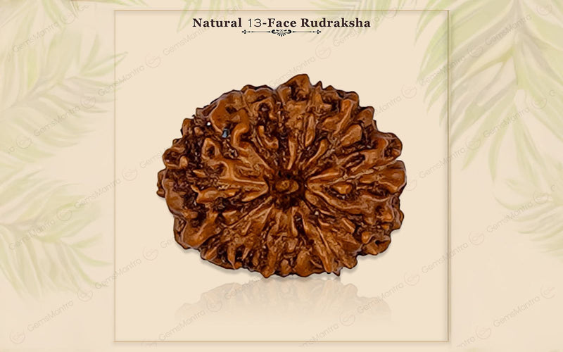Natural 13 Mukhi Rudraksha (Indo)