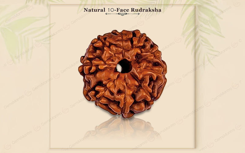 Natural 10 Mukhi Rudraksha (Indo)