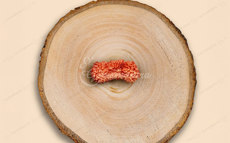 Natural 27 Mukhi Natural Rudraksha (Nepali)