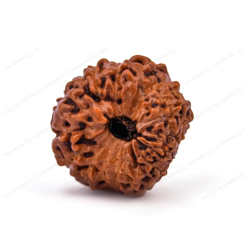 Natural 16 Mukhi Natural Rudraksha