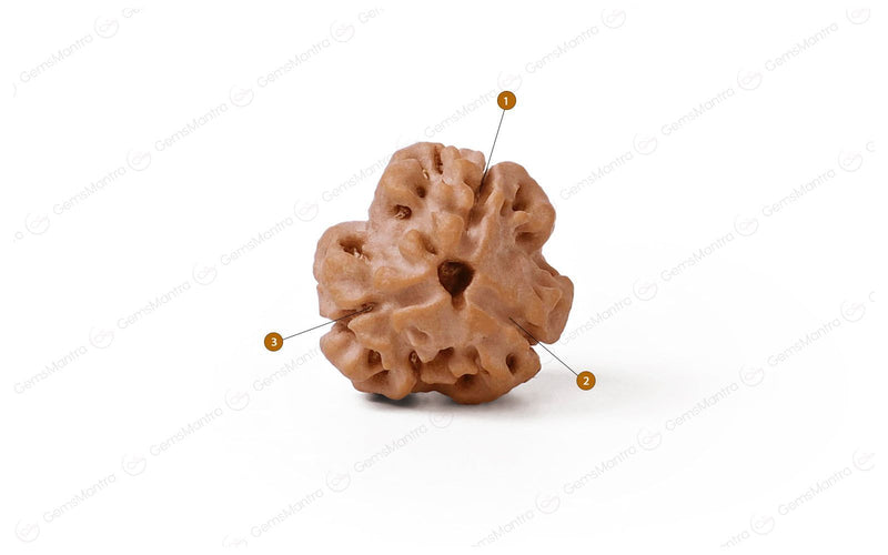 Natural 3 Mukhi Rudraksha (Nepali)