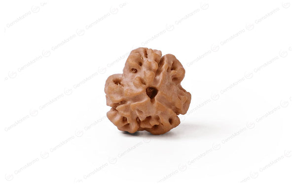 Natural 3 Mukhi Rudraksha (Nepali)