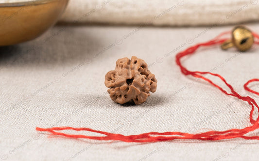Natural 3 Mukhi Rudraksha (Nepali)